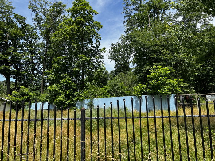 Deer Forest - July 2 2022 Photo (newer photo)